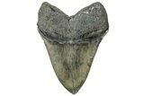 Fossil Megalodon Tooth - South Carolina #315441-2